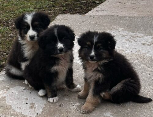 Cercasi stallo per tre cuccioli di cane dall’Abruzzo